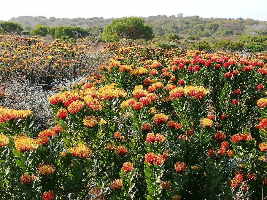 4 Bedroom Property for Sale in Stilbaai Rural Western Cape